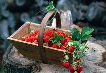 Чем может помоч земляника