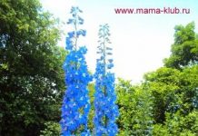 Лето на даче