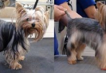 Подстригаем йорка дома