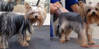 Подстригаем йорка дома