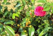 Садовые розы