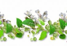 Диарея, растройство пищеварения лечим натуральными средствами