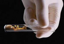 Эко беременность, таблица хгч после эко