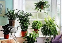 Растения в доме