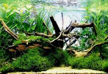 АКВАРИУМ, КОРНИ И КРЯГИ ДЛЯ РЫБОК