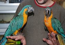 Синегорлый ара