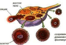 ФОЛЛИКУЛОМЕТРИЯ, ОВУЛЯЦИЯ, ДОМИНАНТНЫЙ ФОЛЛИКУЛ