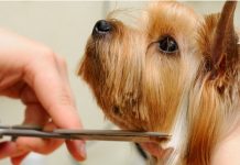 Как стричь йорка дома, фото