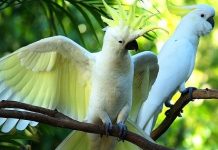 Выбор попугая какаду, нестор, жако, кеа, лори…