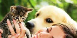 Животные в доме