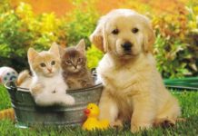 КУПИТЬ КОТЕНКА, КУПИТЬ ЩЕНКА