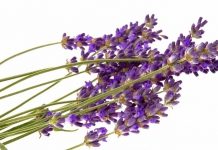 Лаванда целебное растение