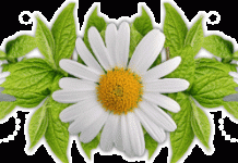 Красота с грядок