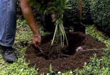 Пион древовидный