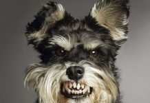 ВОСПИТАНИЕ, ДРЕССИРОВКА СОБАКИ