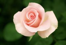 УХОД ЗА РОЗАМИ