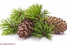 Сосна с имбирем от простуд хорошее народное средство от простуды