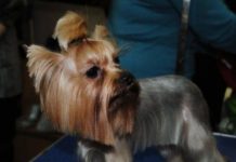 Комплексная стрижка йоркширских терьеров