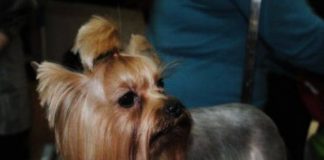 Комплексная стрижка йоркширских терьеров