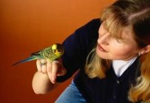 Как научить попугая говорить?