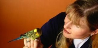 Как научить попугая говорить?