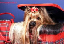 Виды стрижек йорков, фото стрижек йорков