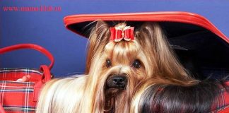 Виды стрижек йорков, фото стрижек йорков