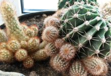 Чтобы кактус зацвел, названия цветущих кактусов, цветок кактуса фото, советы, приметы