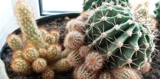 Чтобы кактус зацвел, названия цветущих кактусов, цветок кактуса фото, советы, приметы