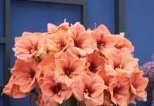 Гиппеаструм правила ухода