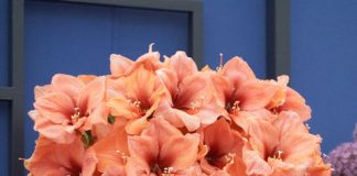 Гиппеаструм правила ухода